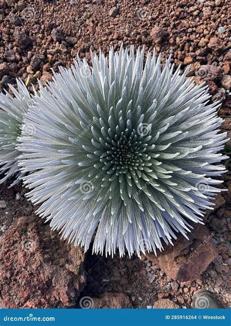 Haleakala Silversword Plant Resting in a Dry, Sandy Desert Landscape, Surrounded by Jagged Rocks ...