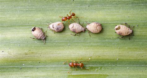 Aphid Life Cycle