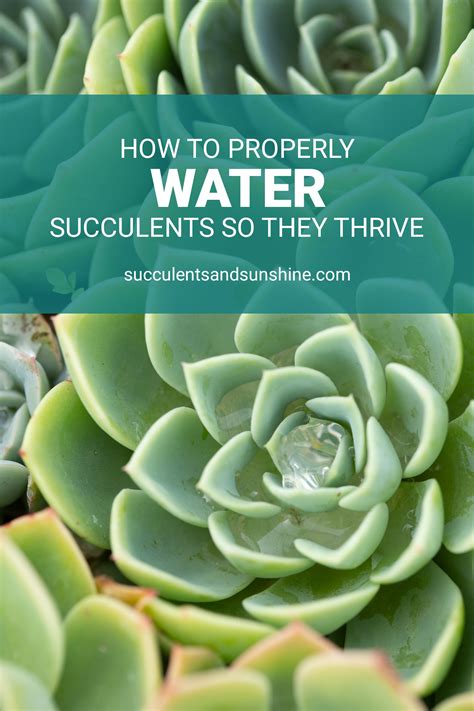 How Often Should You Water Small Succulent Plants at Callum Balmain blog