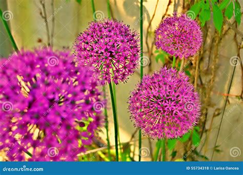 Purple Ball Flowers, Allium Stock Photo - Image of violet, holiday ...