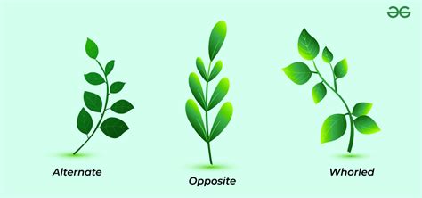 Image result for Rotating Leaf Pattern