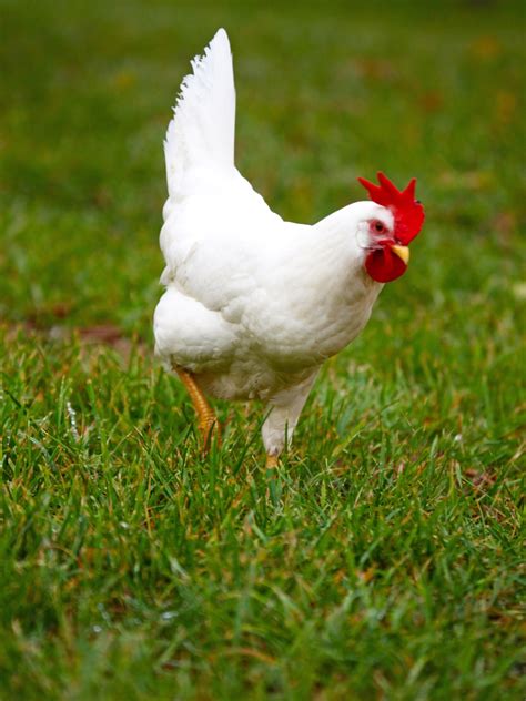 White Leghorn Chicken Breed Guide — Practical Self Reliance