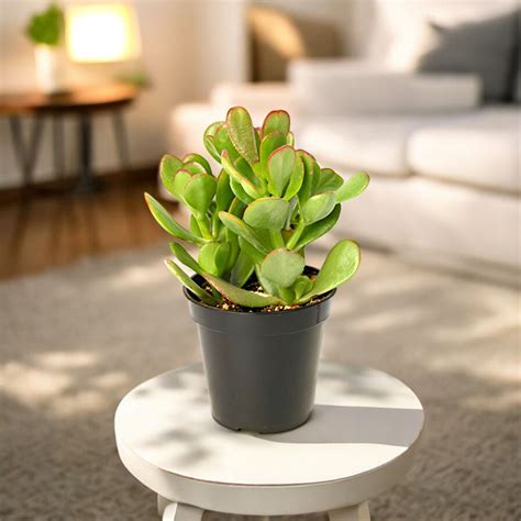 Buy Succulents Online at Best Prices | PAN India Delivery