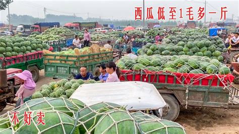 农业农村部：供应增加 全国水果价格连续两周小幅回落_西瓜_北京_年产量