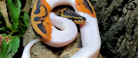 Image result for Ball Python for Sale