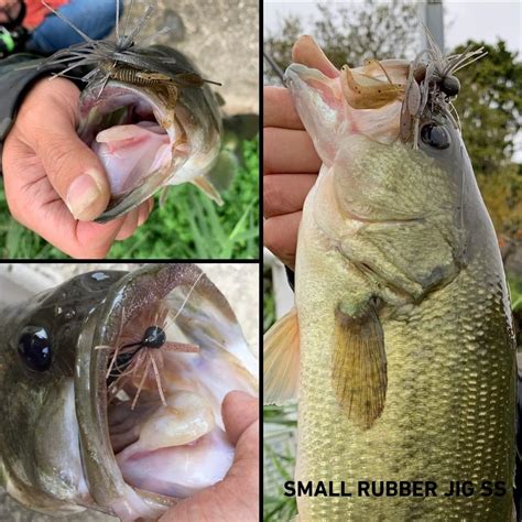 Buy Daiwa (Daiwa) Lure sumo-ruraba-zigu SS 2.5 G sumo-kugo-rudo Online ...