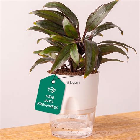 KYARI Oyster Indoor Plants for Living & bedroom | Live Plants | Plants ...
