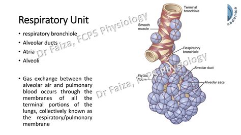 Image result for Diffusing Capacity of Respiratory Membrane