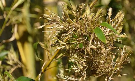 Bamboo Rice (Moongil Rice)
