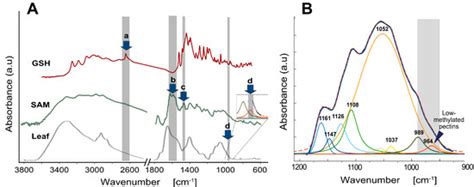 Metabolomic Changes as Key Factors of Green Plant Regeneration ...