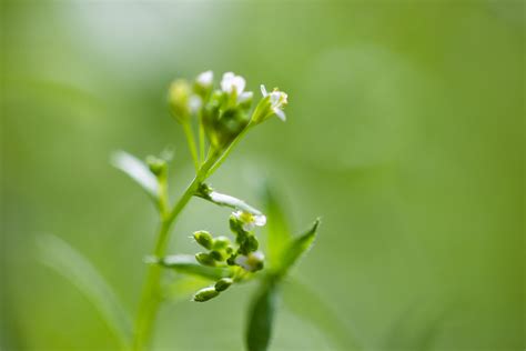 New study uncovers genetic mechanism enabling plants to integrate light and temperature signals ...