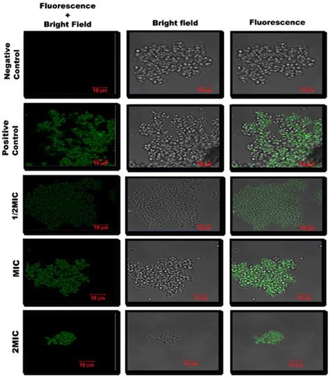 Polyphenol-Capped Biogenic Synthesis of Noble Metallic Silver ...