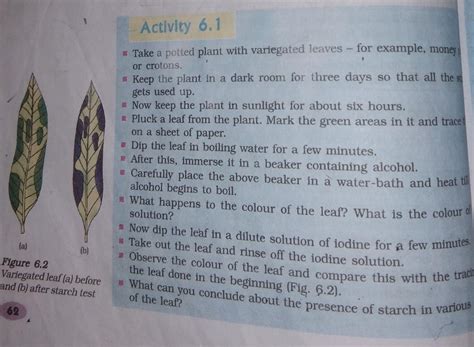 How will you prove that starch is present in the leaves ? - Brainly.in