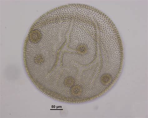 Algae