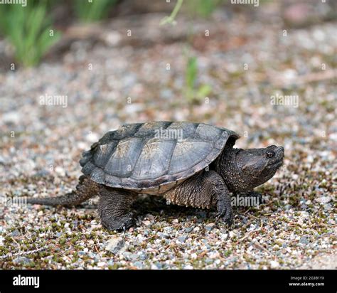 Image result for Dragon Snapping Turtle