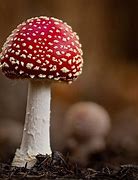 mushroom 的图像结果