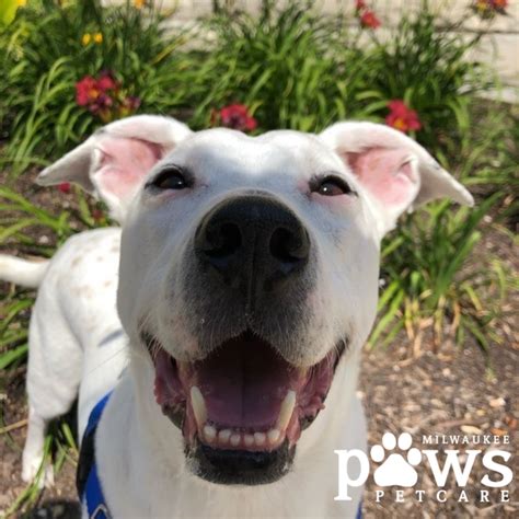 About Us - Milwaukee Paws Pet Care LLC | Milwaukee Paws Pet Care