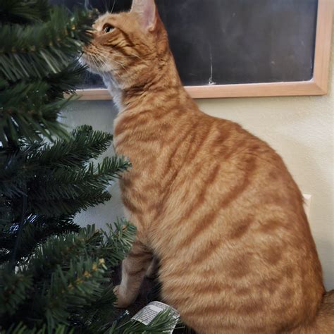 Comments 37025 to 36986 of 80931 - Incredibox - Sprunki by wolf_hal