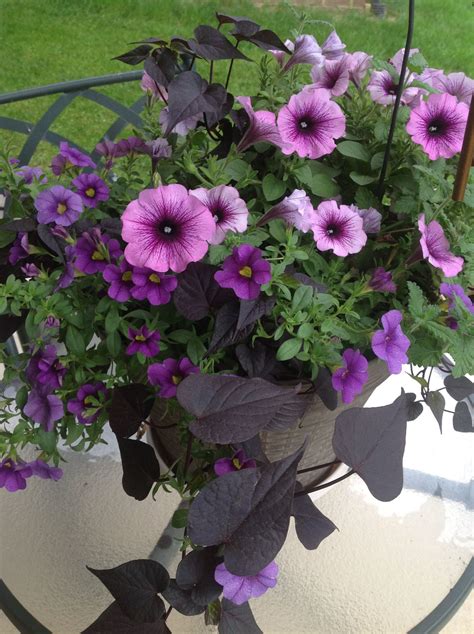 Are Pansies Annual Or Perennial Flowers