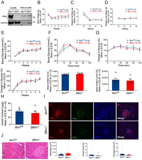 Nova1 or Bim Deficiency in Pancreatic β-Cells Does Not Alter Multiple ...