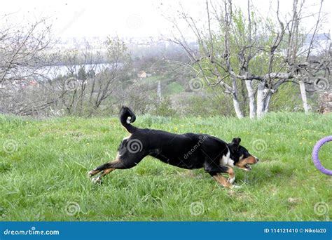Appenzell Cattle Dog Running on the Green Grass Stock Photo - Image of ...