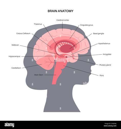 Image result for Brain