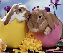 Image result for happy bunny easter