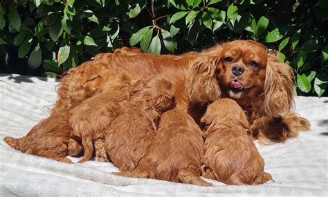 How big do Cavapoos get? | Full Grown Cavapoo Size Guide
