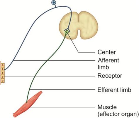 Image result for Cremasteric Reflex Function