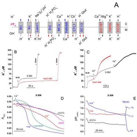 IJMS | Special Issue : Mitochondrial Function in Health and Disease ...