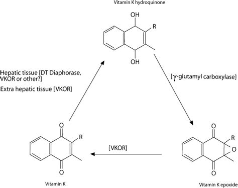Vitamin K Epoxide Reductase Complex Subunit 1 (VKORC1) Polymorphism and Aortic Calcification ...