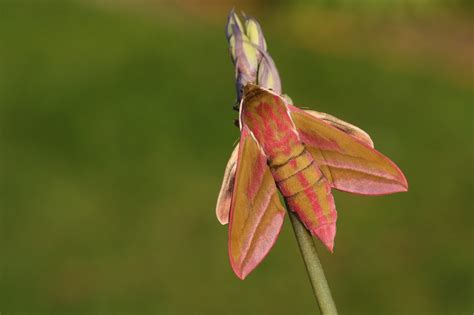Elephant Hawk Moth (Deilephila Elpenor) - Identification & Facts