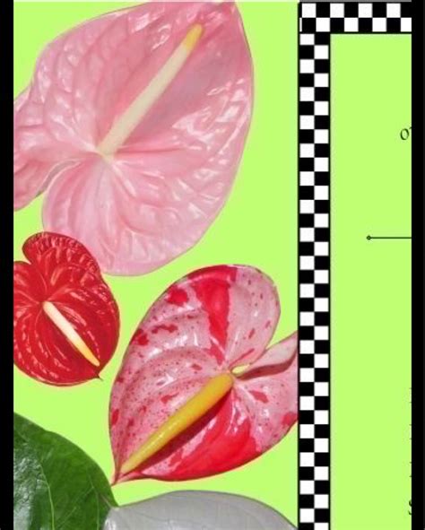 The Ruby Fruit (@therubyfruit) • Instagram photos and videos