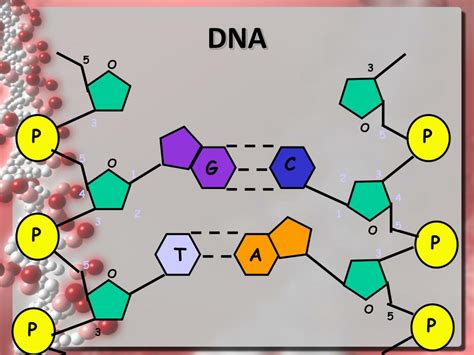 Image result for DNA Function