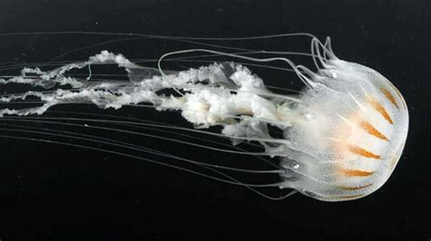 World Jellyfish Day 2025: Meet The Most Beautiful And Deadly Jellyfish ...