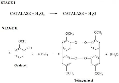 Catalase Chemical Structure