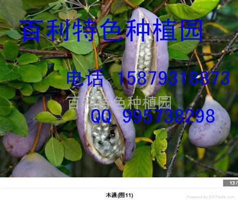 八月炸种苗 - 1 - 百利 (中国 江西省 服务或其他) - 种子、种苗 - 农产品及物资 产品 「自助贸易」