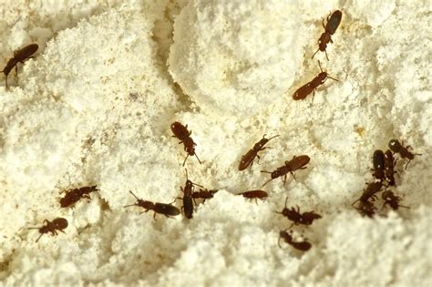 Prevent Pantry Pests: Ants, Beetles and Other Cabinet Invaders