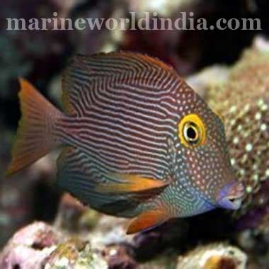 marine reef aquarium setup | salt water aquarium manufacturer ...