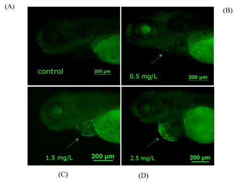 Diflubenzuron Induces Cardiotoxicity in Zebrafish Embryos