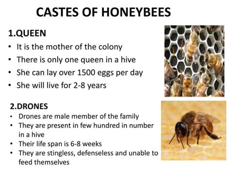 Image result for Basic Honey Processing