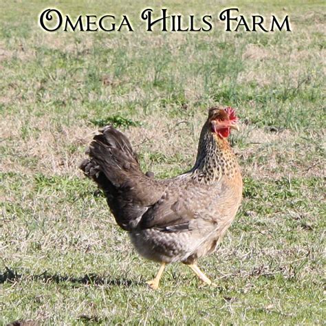 Cream Legbar Chickens and Hatching Eggs for Sale