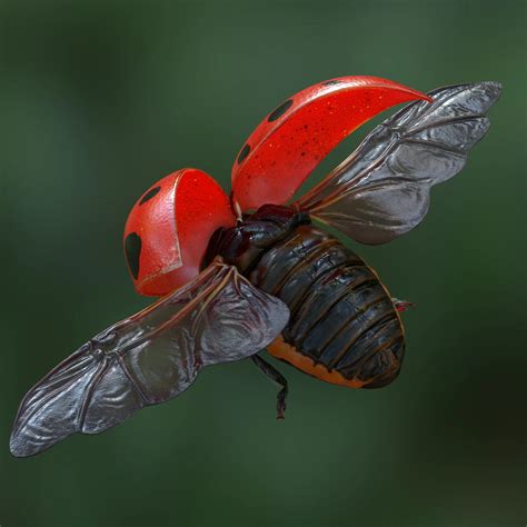 Image result for Ladybug Realistic