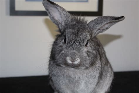 Ashley: An Adorable Lion Head Rabbit in Need of a Forever Home