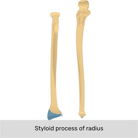 Radius Bone In Spanish at Maria Couch blog