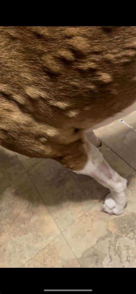 Can Anxiety Cause Hives In Dogs