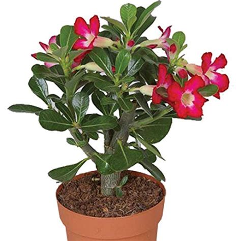 Bee Green Adenium Indoor Real Bonsai Live Plants for Home/Office with ...