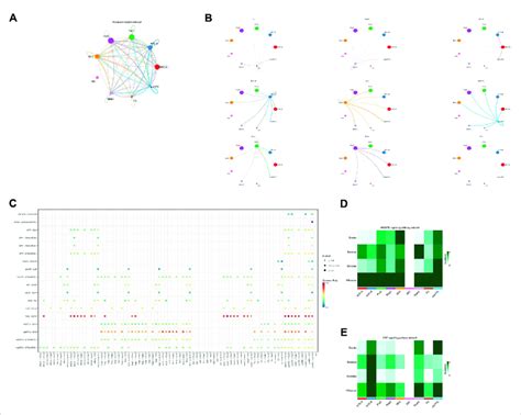 Cell-Cell Interaction 的图像结果