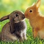 Image result for Funny Face Looks Like a Rabbit