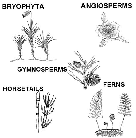 Image result for Plant Classification